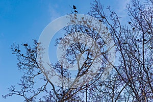 Birds on branches under blue sky.