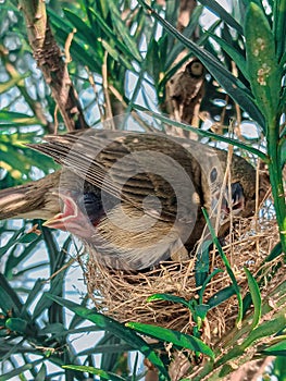 Bird in The nest chicks chibum photo