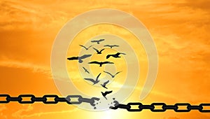 Birds Breaking the Chains and Flying away over the sunset. FREEDOM Concept. Stunning Sky Background