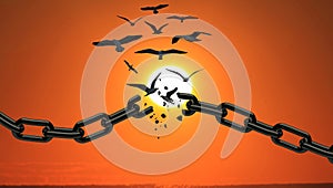 Birds Breaking Chains and Flying Away at sunset. Freedom Concept. Independence, autonomy and Freedom concept