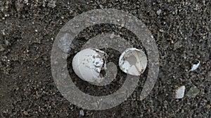 Birds broken egg shells  on earth after