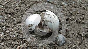Birds broken egg shells  on earth after