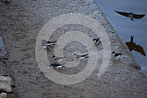 Swallows collecting mud for the nests, one landing photo