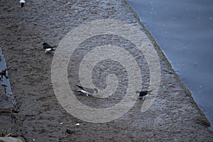 Three Swallows collecting mud for the nests photo