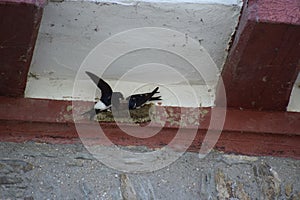 Two Saw-Wings while Building a nest at red wood photo