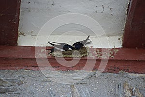 Two Swallows Building a nest photo