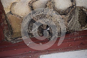 Swallow Nests photo