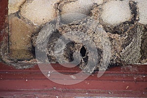 Swallow Nests under a roof photo