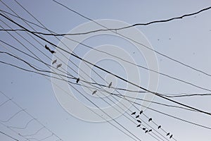 Birds on cables and wires on electric pole, Messy wires attached