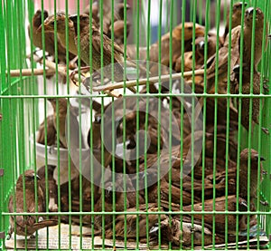 Birds in a cage