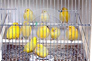 Birds in cage