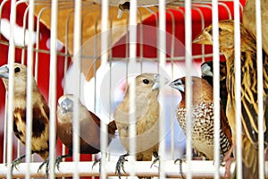 Birds in Cage