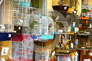 Birds cage