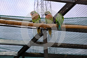 Birds in a cage at the zoo. Beautiful green parrots sit in a pair on a branch