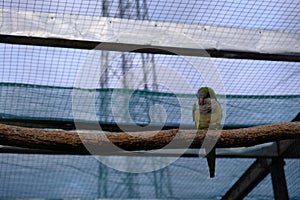 Birds in a cage at the zoo. Beautiful green parrots sit in a pair on a branch