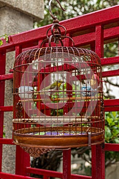 Birds in cages hanging at the Bird Garden - 14