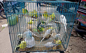 Birds in cages for sale at Birds market