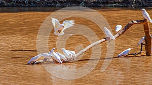 Birds called Little Corellas sitting on a log and drinking from a river
