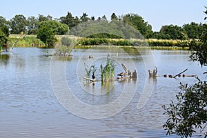 birds in a calm swamp lake