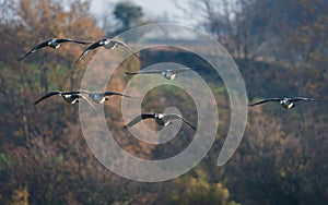 Birds - Canada Geese, Canada Goose, Branta canadensis