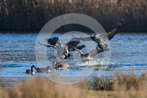 Birds - Canada Geese, Canada Goose, Branta canadensis