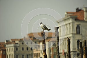 Birds on the canal in Venice