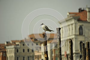 Birds on the canal in Venice photo