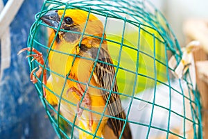 Birds in captivity,Birds,Asian golden weaver, Ploceus hypoxanthus.