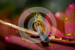 Estos observación de aves con cuidado construir a ellos casas 