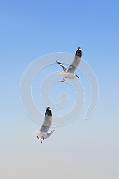 Birds carrying food in mouth