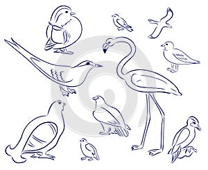 Birds cartoon set. Flamingo, gull, duck, woodpecker, black grouse, eagle, pigeon, sparrow, tern. Hand drawn doodle