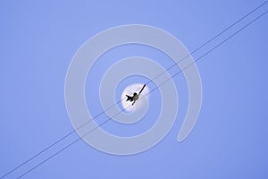 Birds catch on electric pole day time