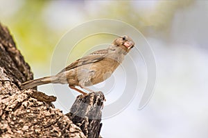 Birds caught on the branches of trees, It looked at the camera with suspicion