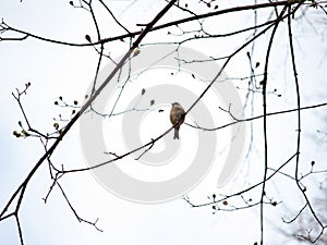 Birds change their winter plumage, rejoicing at the arrival of spring.