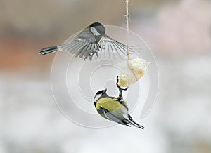 Birds chickadees landed on the feeder for the bacon and fight