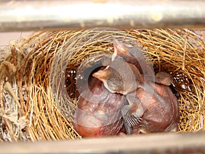 Birds chiks resting in nest