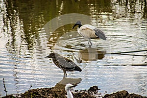 Birds chilling by the lake