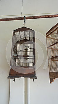 Birds chirping in a cage hanging from the roof. Photo of chirping lovers.