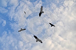 Birds circling in the sky photo