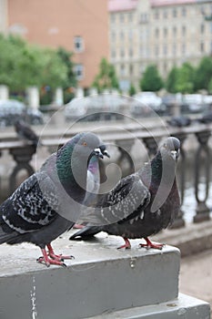 Birds and the city