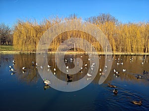 Birds in the city - seaguls and ducks on the lake