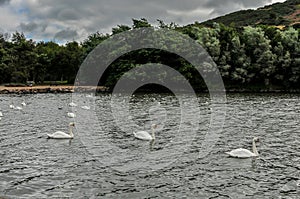 Swans swimming in a lake photo