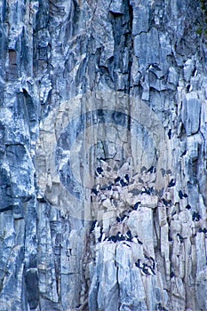 Birds Cliff, BrÃ¼nnich`s Guillemot, Billefjord, Norway