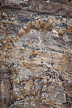 Birds Cliff, BrÃ¼nnich`s Guillemot, Nordvest-Spitsbergen National Park, Norway