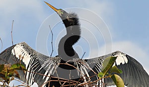 BIRDS- Close Up of an Anhinga Drying Wings During Mating Season