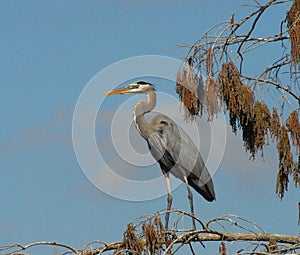 BIRDS- Close Up of a Great Blue Heron Standing on a High Branch