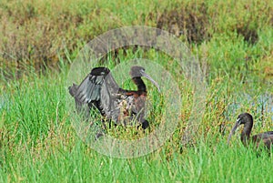 BIRDS- Close Up of Two Wild Glossy Ibis Feeding in a Florida Marsh