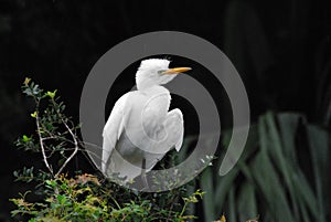 BIRDS- Close Up of a Young Cattle Egret Against Dark Background