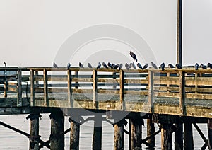 Birds On Closed Pier