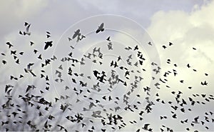 Observación de aves a nubes 